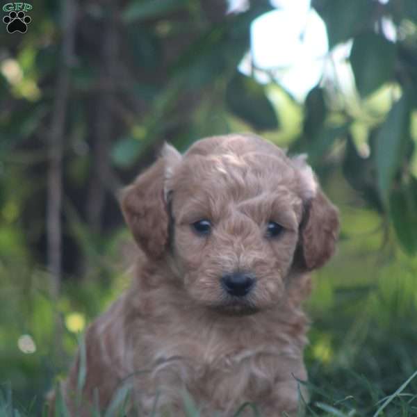 Ace, Mini Goldendoodle Puppy